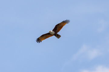 Brahminy kite (red-backed sea-eagle) in flight in natural native habitat, Bentota Beach, Sri Lanka