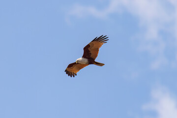 Brahminy kite (red-backed sea-eagle) in flight in natural native habitat, Bentota Beach, Sri Lanka