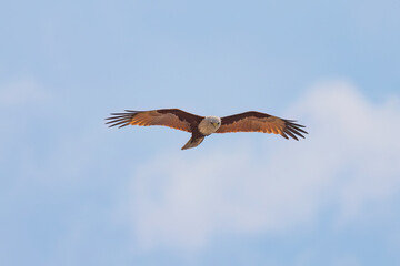 Brahminy kite (red-backed sea-eagle) in flight in natural native habitat, Bentota Beach, Sri Lanka