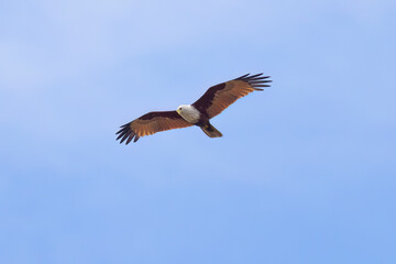 Brahminy kite (red-backed sea-eagle) in flight in natural native habitat, Bentota Beach, Sri Lanka