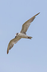 Whiskered Tern in flight seen in natural native habitat, Bentota Beach, Sri Lanka