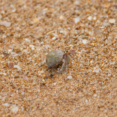 Hermit crab in shell on sandy beach in natural native habitat, Bentota Beach, Sri Lanka