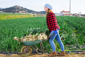 Young female farmer pushing wheelbarrow with freshly picked spring onions in vegetable garden
