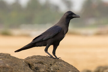 Large-Billed Crow perched on a rock in natural native habitat, Bentota Beach, Sri Lanka