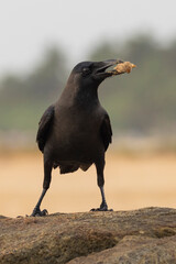  Large-Billed Crow perched on a rock with scraps of food in natural native habitat, Bentota Beach, Sri Lanka