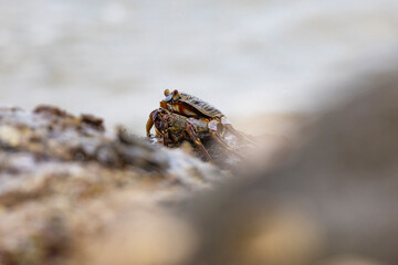 Crabs on rocks along the Indian Ocean coastline in natural native habitat, Bentota Beach, Sri Lanka