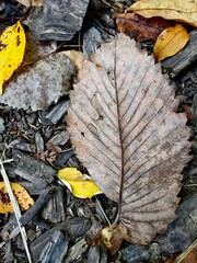 Elm Leaf