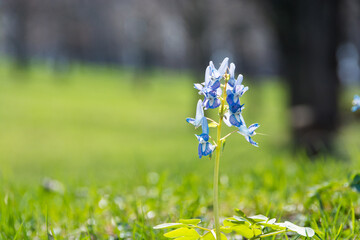 春の野原に咲くカワイイ青色の花　エゾエンゴサク
