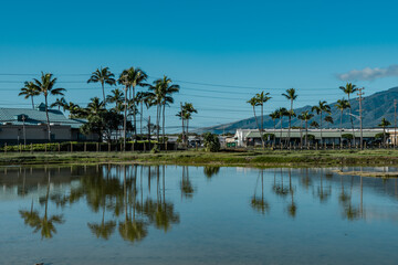 Kanaha Pond State Wildlife Sanctuary. Kahului Maui Hawaii. The coconut tree (Cocos nucifera) is a member of the palm tree family (Arecaceae) and the only living species of the genus Cocos 