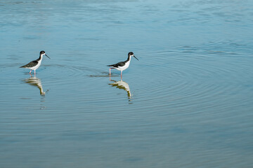 The black-necked stilt (Himantopus mexicanus) is a locally abundant shorebird of American wetlands and coastlines. Kanaha Pond State Wildlife Sanctuary. Kahului Maui Hawaii
