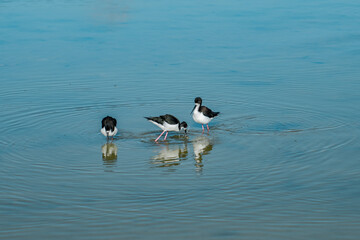 The black-necked stilt (Himantopus mexicanus) is a locally abundant shorebird of American wetlands and coastlines. Kanaha Pond State Wildlife Sanctuary. Kahului Maui Hawaii