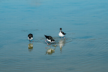 The black-necked stilt (Himantopus mexicanus) is a locally abundant shorebird of American wetlands and coastlines. Kanaha Pond State Wildlife Sanctuary. Kahului Maui Hawaii