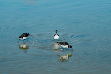 The black-necked stilt (Himantopus mexicanus) is a locally abundant shorebird of American wetlands and coastlines. Kanaha Pond State Wildlife Sanctuary. Kahului Maui Hawaii