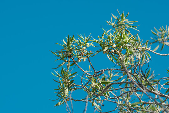 Kanaha Pond State Wildlife Sanctuary. Kahului Maui Hawaii. Myoporum sandwicense, commonly known as naio, bastard sandalwood or false sandalwood is a species of flowering plant in the figwort family,