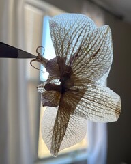 Pressed orchid butterfly 
