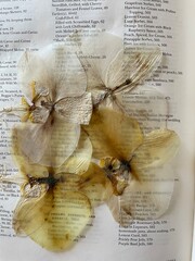 Paper thin pressed orchid against light