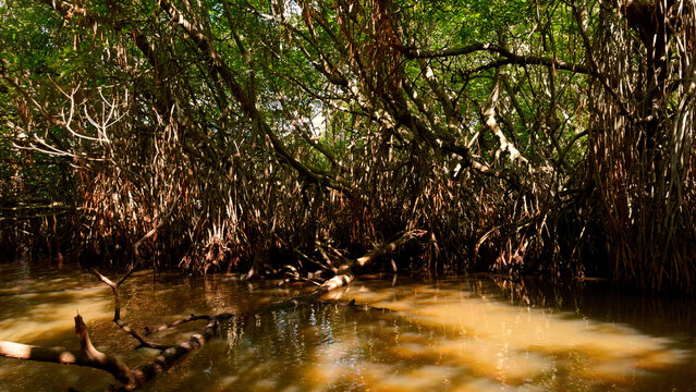 Swamp forests in wetlands, concept of wildlife and biodiversity. Action. Close up of tree with tangled branches.