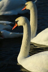 swans on the lake