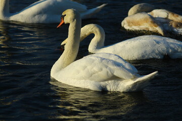 swans on the lake