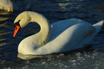 swans on the lake