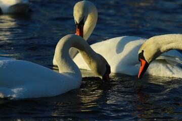 swans on the lake