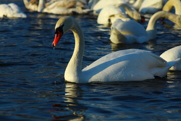 swans on the lake