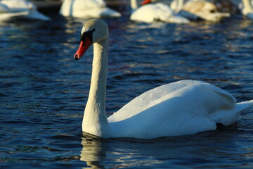 swans on the lake