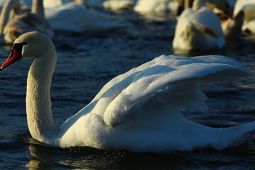 swans on the lake