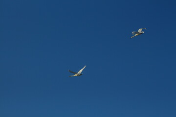 swans on the lake