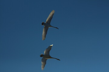 a flock of swans by the river
