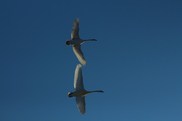 a flock of swans by the river