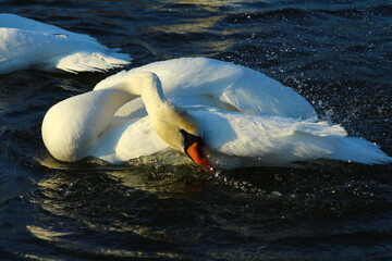 a flock of swans by the river