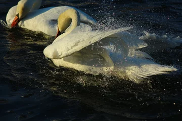 Foto op Plexiglas a flock of swans by the river © Denis