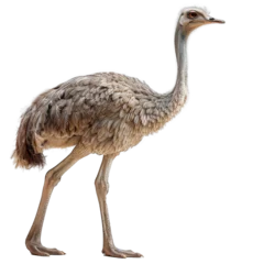 Fotobehang ostrich walking isolated on transparent background, element remove background, element for design © minhnhat