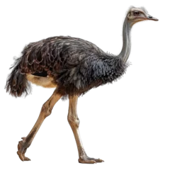 Foto op Plexiglas ostrich walking isolated on transparent background, element remove background, element for design © minhnhat