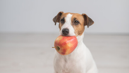 Portrait of a Jack Russell Terrier dog holding an apple. 