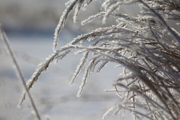 snow covered branches