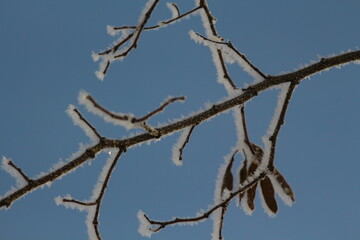 tree branches