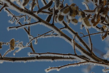 snow covered branches