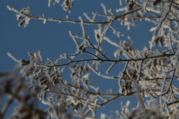snow covered branches of tree