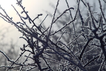 branches of a tree in winter