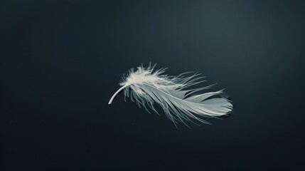 Artistic Minimalist Feather Floating in Navy
