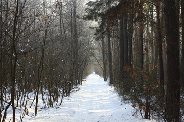 forest in winter