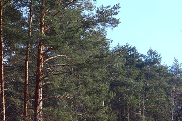 pine tree forest