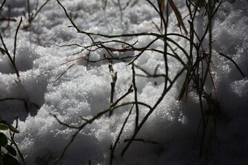 snow covered branches