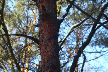 tree and sky