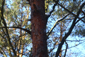 Obraz premium tree and sky