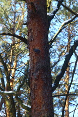 tree in autumn