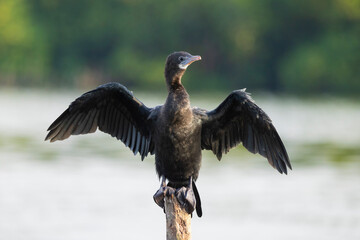 Little Cormorant in natural native habitat seen along the Madu River, Sri Lanka