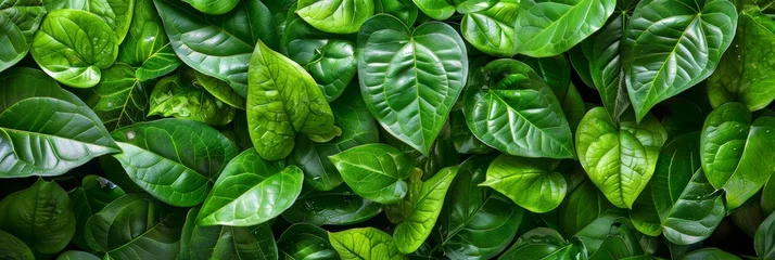 Crédence de cuisine en verre imprimé Vert Tropical green leaves. Jungle background.